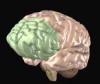 Le cortex joue un rôle-clé dans la concentration cérébrale