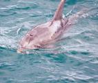 Le dauphin Burrunan, une nouvelle espèce identifiée en Australie