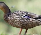Le décryptage du génome du canard devrait permettre de mieux combattre la grippe aviaire