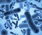 Le déséquilibre du microbiote favoriserait le développement des maladies neurodégénératives