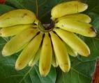 Le génome du bananier séquencé