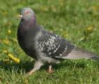 Le génome du pigeon est séquencé