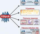 Le GlycA prédit le risque à plus de 10 ans de mourir d’une infection