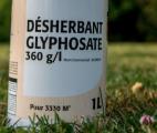 Le glyphosate affecte le cerveau des rats