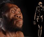 Le petit cerveau étonnant d'Homo naledi…
