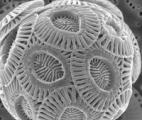 Le phytoplancton tropical résistera-t-il à une élévation des températures ?