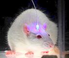 Le potentiel thérapeutique de l'optogénétique dans les maladies du cerveau se confirme…