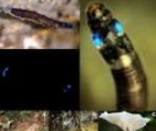 Le premier insecte produisant de la lumière bleue découvert au Brésil
