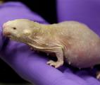 Le rat-taupe détient-il la clé anti-cancer ?