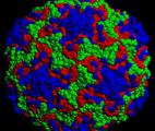 Le rhinovirus C commence à révéler ses secrets