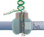 Le séquençage par nanopores permet d'assembler une tomate dans son intégralité