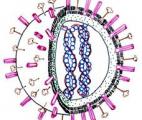 Le vaccin antigrippal réduit le risque de maladies cardiovasculaires