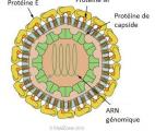 Le vaccin de Sanofi Pasteur contre la dengue est autorisé dans l'Union européenne 