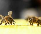 Le venin d’abeille tue les cellules cancéreuses du sein