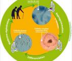 Le vieillissement cellulaire du système immunitaire peut désormais être ralenti