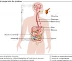 L'effet « coupe-faim » des protéines élucidé