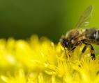 Les abeilles et les guêpes ont un cerveau plus dense que celui des oiseaux !