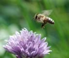 Les abeilles tentent de s'adapter à certains pesticides...