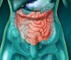 Les antibiotiques aggraveraient la maladie inflammatoire chronique de l’intestin