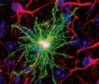 Les astrocytes produisent des cellules souches réparatrices