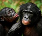 Les bonobos privilégient le partage avec les étrangers... 