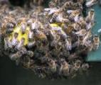 Les cellules immunitaires communiquent entre elles comme les abeilles d'une ruche !