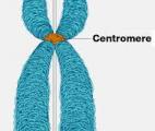 Les centromères, acteurs inattendus de l’immunité