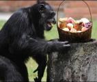 Les chimpanzés sont aussi équitables que les humains !
