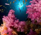 Les coraux disparaîtraient d'ici 40 ans