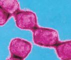 Les derniers échantillons du virus de la variole ne seront pas détruits