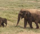 Les éléphants aussi savent coopérer
