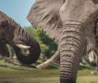 Les éléphants communiquent entre eux avec des noms