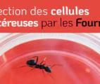 Les fourmis sont bien aptes à détecter les cancers