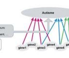 Les gènes qui contrôlent le cerveau 