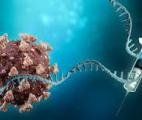 Les médicaments d'ARNm pourraient protéger contre de nombreuses infections virales