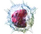 Les monocytes : nouveau biomarqueur du cancer du sein