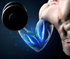 Les muscles peuvent être contrôlés par la lumière
