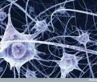 Les neurones transplantés peuvent vivre plus longtemps que le cerveau