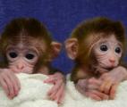 Les premiers singes chimériques sont nés !