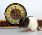 Les rats ont déjà la notion du temps !