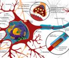 Les secrets des neurones révélés par les molécules d'eau