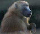 Les singes raisonnent aussi par analogie