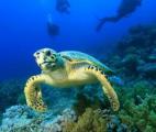 Les tortues sont les animaux les plus menacés d'extinction