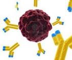 L’espoir des conjugués anticorps-médicament pour traiter le cancer du sein