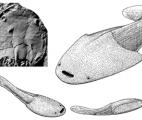 L'étude de fossiles de poissons explique l'apparition des mâchoires chez les vertébrés