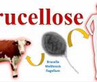 L’étude de la brucellose révèle un mécanisme potentiellement commun à d’autres bactéries