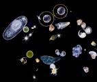 L'expédition océanique TARA révèle l'extraordinaire complexité de la vie marine