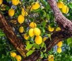 L’hespéridine, bouclier naturel pour bloquer les principaux symptômes de la COVID-19 ?