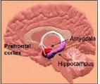 L'hippocampe et le cortex communiquent !