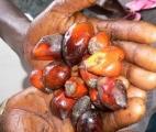 L'huile de palme pourrait lutter contre le cancer